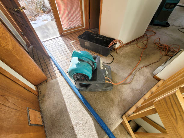 Best Basement water damage restoration  in Mayer, MN